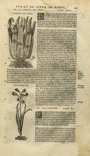Antique Print-Botany-Fern-Camas-Clover-Mattioli-p. 471-Anonymous-1572 picture