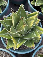 9-10CM Agave victoriae-reginae 'Super Wide' Garden Decor Boutique picture