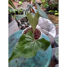 Real Pict ANTHURIUM DELTAFORCE Rare Plant picture