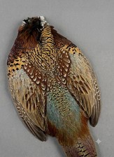 1 Piece - Complete Natural Ringneck Pheasant Skin Pelt picture