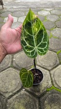 Real Picture Anthurium Crystallinum Variegated Rare Plant picture