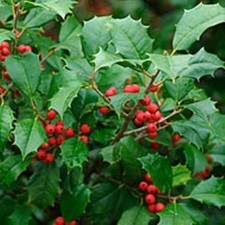 CHEROKEE APPALACHIAN MOUNTAIN GROWNAmerican HollyBush Transplant starter tree picture