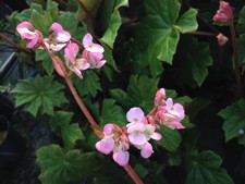 BEGONIA HERCULES heracleifolia Shade Garden Live Plant Huge Leaf Pink Flower picture