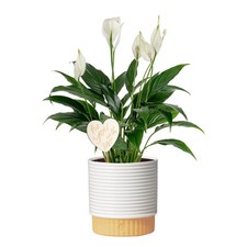 Costa Farms Peace Medium (14-24 Inches Tall), Décor Plant Pot w/ Decoration picture
