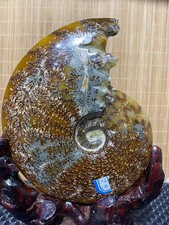 2.78LB Natural ammonite fossil conch Crystal specimen Reiki healing decor+Stand picture