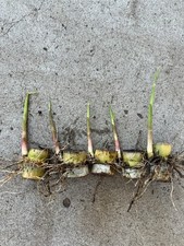 5pcs Rooted And Sprouted Sugarcane Plant Ready To Plant picture
