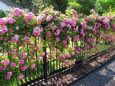 Peggy Martin Climbing Rose - Live Plant - ( 1 QT ) picture