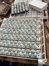 20+ Celadon Blue Quail Mix Jumbo Only Hatching Eggs, NPIP & PT Tested picture