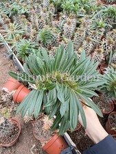 1pcs Pachypodium lamerei 'Cristata'Succulent Plant picture