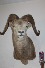?? Stone ?? Bighorn Sheep Horn Shoulder Mount Taxidermy Ram Aoudad Barbary Dall picture