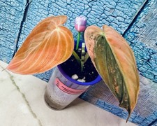 Philodendron Orange Melanochrysum picture
