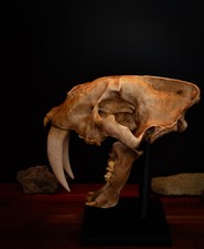 Sabertooth Cat Skull Replica - Life Size Smilodon Fossil Display with Base picture