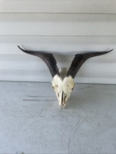 Taxidermy  Goat Ram Sheep Skull With Horns Mount  Unique Oddity Decor Goth G7 picture