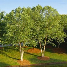 Large River Birch Tree Well Rooted Plant 1-5 yo 8