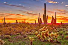 Colorful Sunset Saguaro Cactus Sonoran Desert Photo Art Print Poster  picture