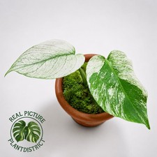 Monstera Devil Monster Variegated Free Phyto picture