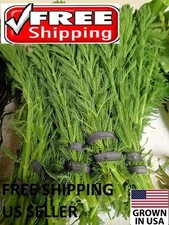 6 Bunches Parrot Feather plants Easy Aquarium aquascaping planted tank  beginner picture