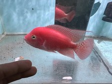 Super Red Monkey Male Flowerhorn Full Red Peeled - 3-5 Inches PNPV Srm3 picture
