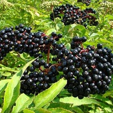 50 American Black Elderberry Tree Seeds for Planting picture