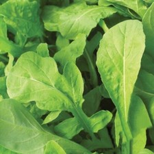4000+ seeds | Astro Arugula Seeds | Non-GMO | Eruca sativa | picture