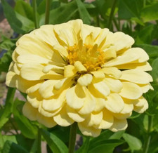 Zinnia ISABELLINA Yellow Huge Blooms Butterflies Hummingbirds Non-GMO 150 Seeds picture
