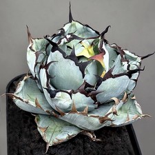 10CM Agave Titanota Blue Whale Agavaceae Succulent Agave Plant Home Garden Plant picture