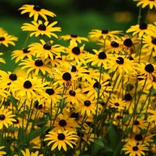 2000+ Black-Eyed Susan Seeds - (Rudbeckia Hirta) | Attracts Pollinators - USA picture