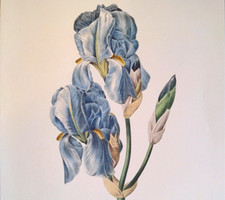 Pierre Joseph Redoute Flower IRIS PALLIDA Botanical Art Book Plate 59 picture