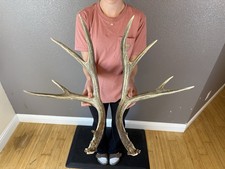 Matched Set Mule Deer Sheds Antlers 4x4  WILD IDAHO Horns Wedding Decor picture