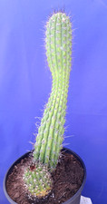 Echinopsis Cereus Thelegonus With Pup Plant Large Cactus 17+H picture
