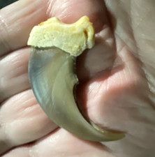 Authentic unknown animal claw bought at an estate sale large taxidermy picture