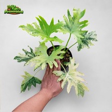 Thaumatophyllum Selloum Variegated Real Picture Free Phyto picture