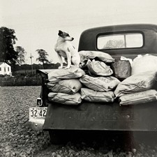 Vintage B&W Snapshot Photograph Jack Russel Terrier Dog Back Of Truck Great picture