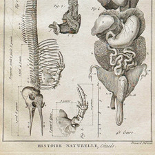 1789 Dolphin Anatomy Print | Antique Cetacean Copper Engraving Bénard Bonnaterre picture