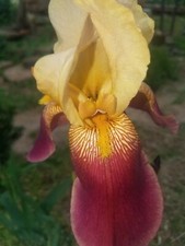 100 Mixed Bearded Iris– GREAT VALUE• Fresh•Hardy•EASY to Grow  picture