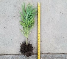 ROOTED 21