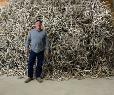 10 lb #1 Bulk LARGE CRAFT MULE  DEER ANTLER SHEDS DEER CHEWS ANTLERS picture