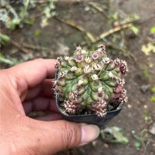 1PCS 4-5cm Seddling Gymnocalycium mihanovichii T-Lux Kikko Garden Cactis Plant picture