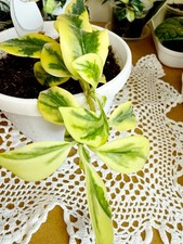 Hoya Emerald Frost (Para Queen) 18 Leaves Actively Growing Rare Collector Hoya picture