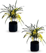 Croton Zanzibar Yellow (Pack of 2)| Natural Décor Plant picture