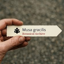 Musa gracilis | 100 SEEDS - Banana | Graceful banana picture