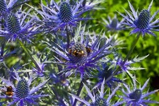 SEA HOLLY 100 SEEDS, ERYNGIUM, METALIC BLUE FLOWERS, mariesgreengarden picture