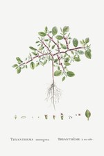 Trianthema Monogyna (Desert Horsepurslane) - 1799 - Redoute Illustration Poster picture