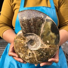 4.79LB Rare Natural Tentacle Ammonite Fossil Specimen Shell Healing Madagascar picture