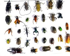 REAL BEETLE MIX Assortment tropical beetles from Madagascar - Choose Quantity 1 picture