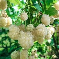 5 Snowbank Blackberry Rubus White Blackberry Starter Plug picture