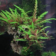 3 Stems hygrophila pinnatifida live aquarium plants beautiful FREE S/H picture