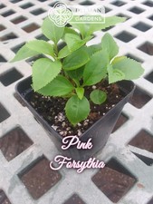 Pink Forsythia (Abeliophyllum distichum 'Rosem') Korean Abelia - Live Plant picture