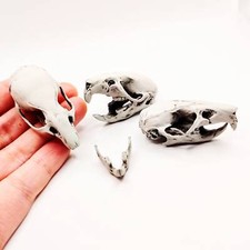 Brown Rat Skull - 1:1 Scale full size replica rodent curiosities and oddities picture