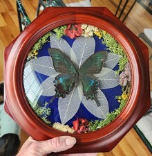 Butterfly Taxidermy Framed Upcycled Vintage Clock Shadowbox Convex Bubble Glass picture